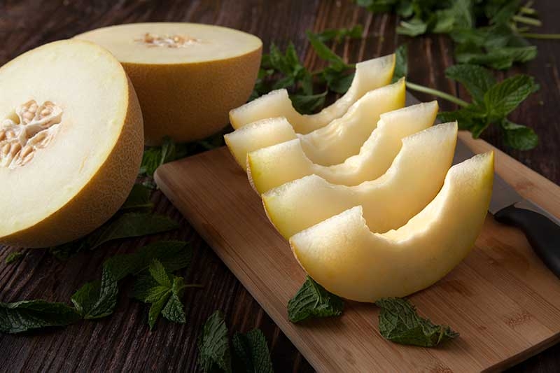 ORGANIC GALIA MELONS