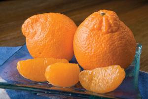 Minneola Tangelo