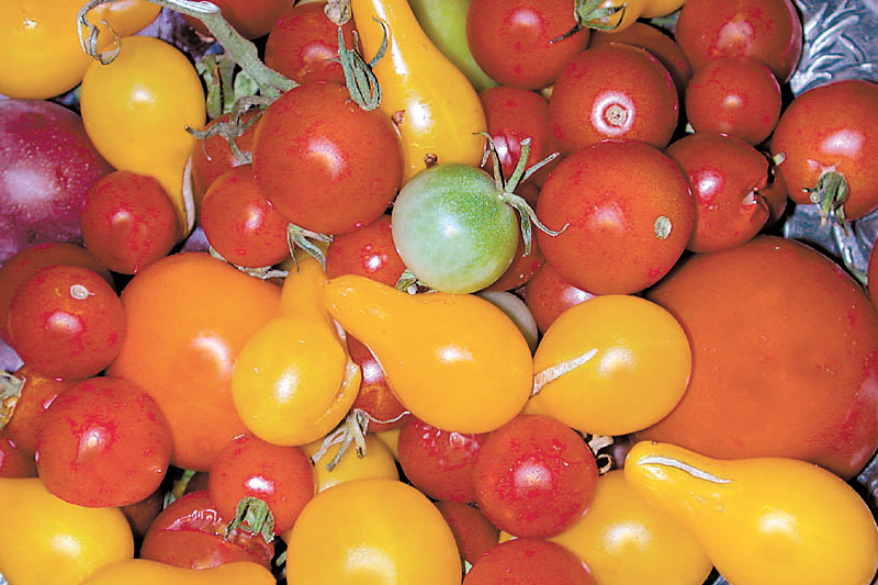 Organic Mixed Medley Tomatoes