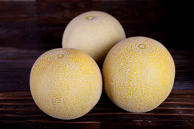 galia melons