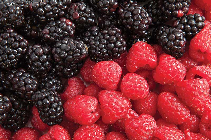 blackberries and raspberries