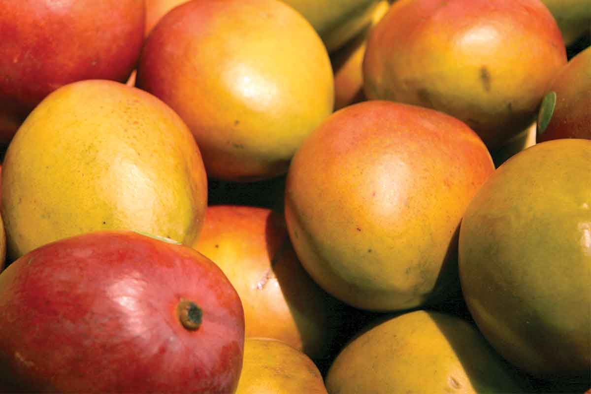 Mangos