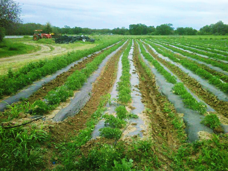 Terra Firma Farm - Heirloom tomatoes April, 2012