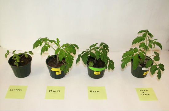 Tomato growth trials