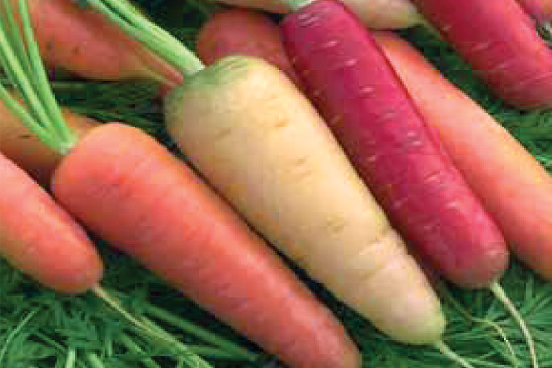 rainbow bunch carrots