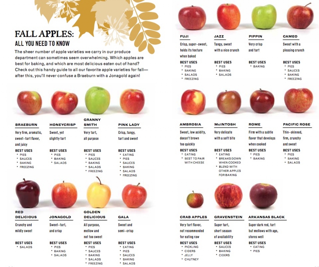 25 Types of Apples to Try This Fall – PureWow