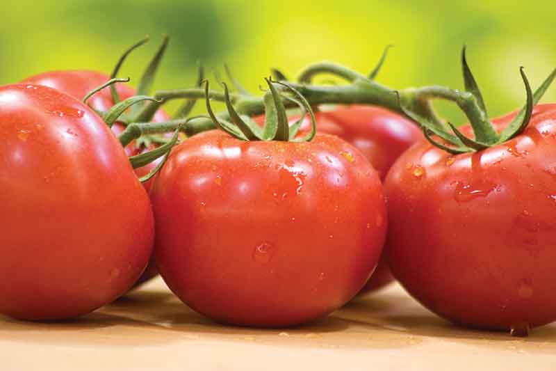 vine cluster tomatoes
