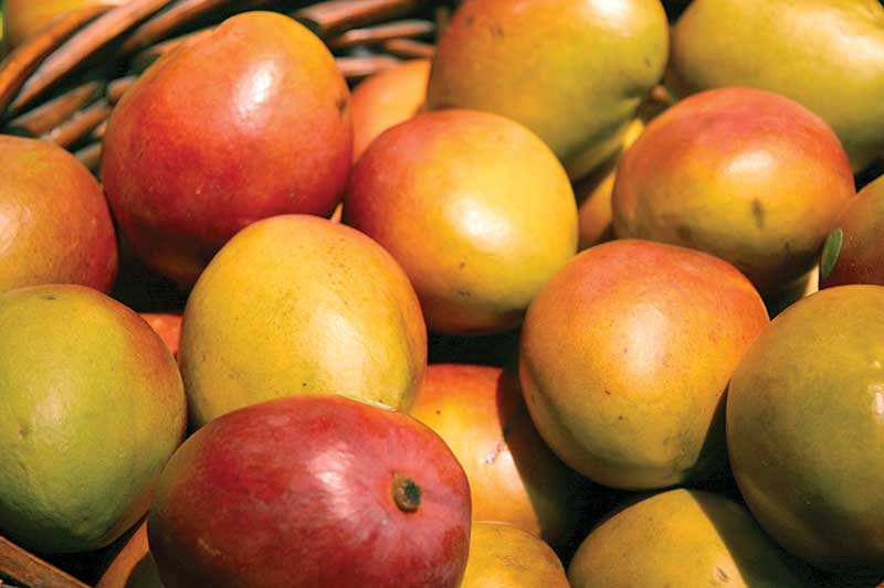 mangos