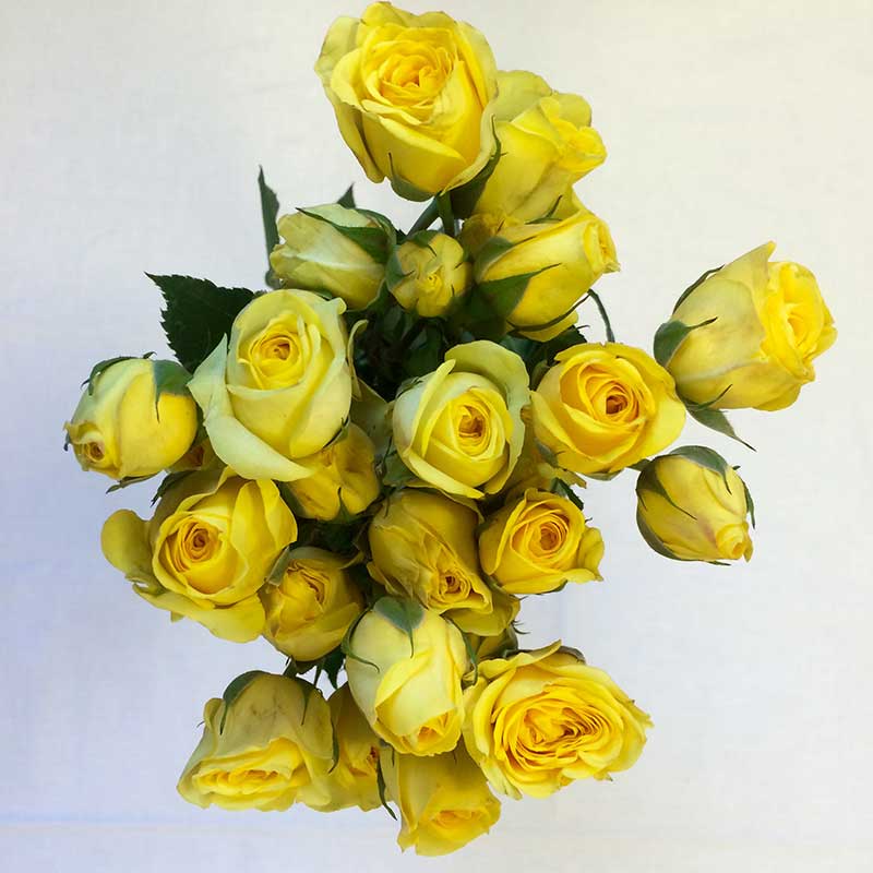 spray roses Nugget Markets Image