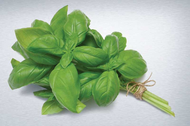 basil