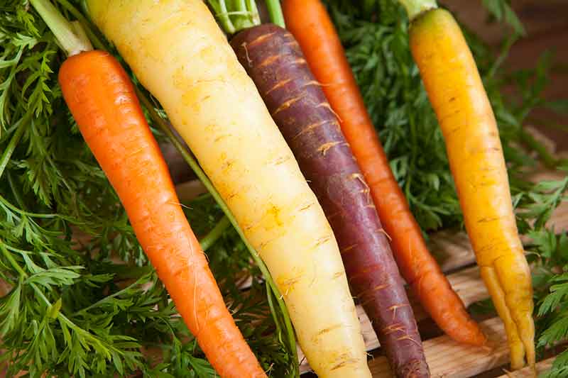 rainbow carrots