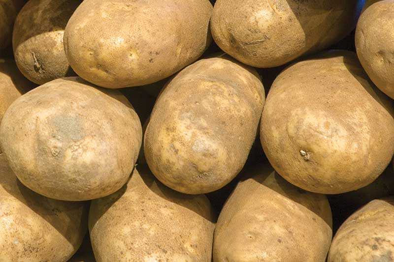 Russet Potatoes