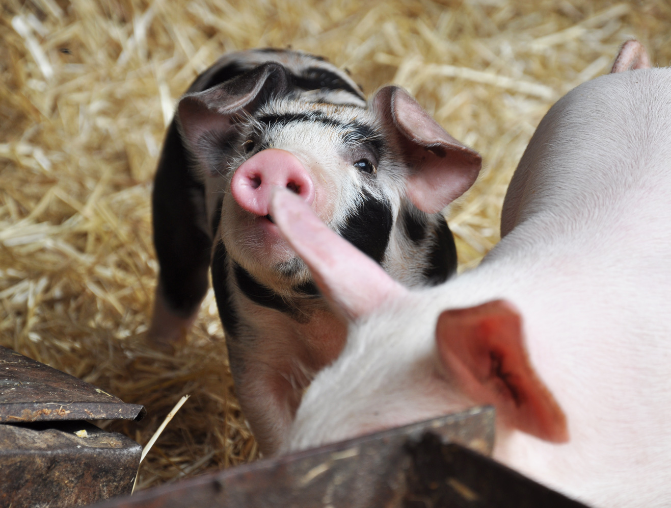 Full Belly Piglets