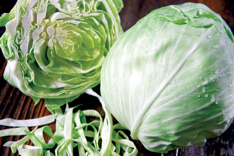 cabbage