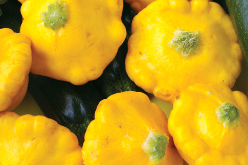 Sunburst Squash