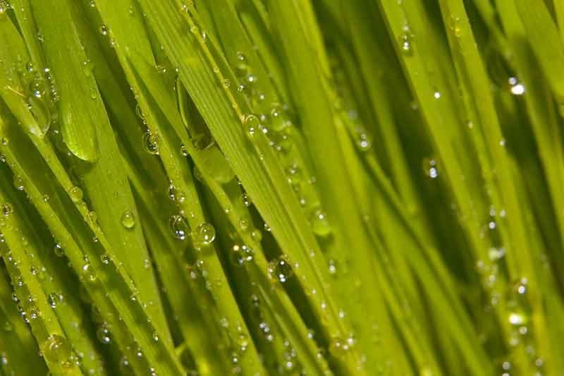 wheatgrass close up and personal