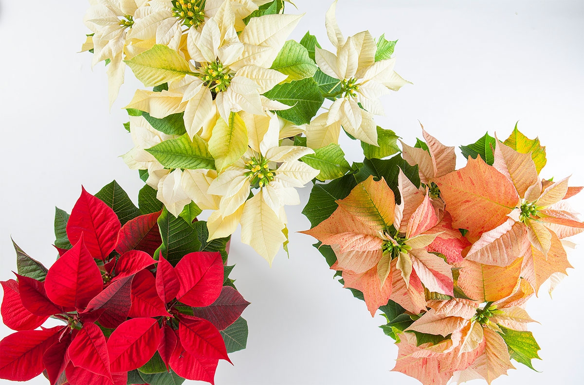 three different colors of poinsettias 