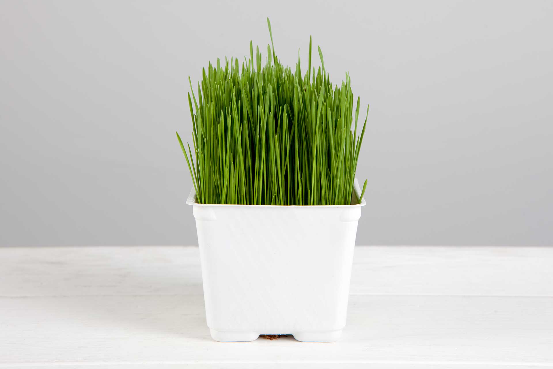 Wheatgrass in Container