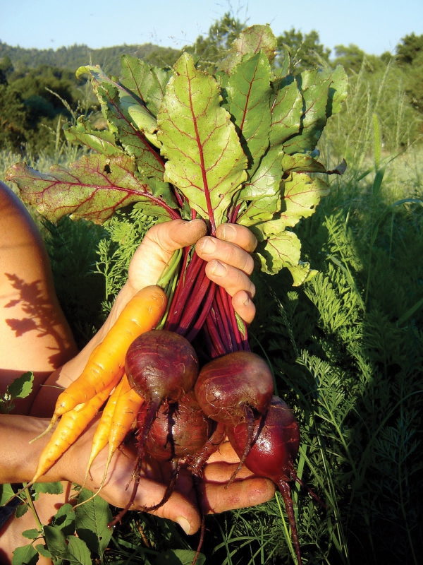 Terra Firma Beets